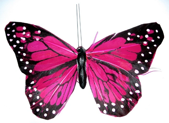 Schmetterling wahres Sein nach Metamorphose