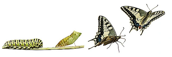 Metamorphose - ein gigantischer Veränderungs- und Geburtsprozess Wandel - Evolution